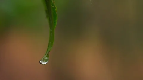 Macro shot of water drop on leaf, Portugal Stock-Footage 129067997