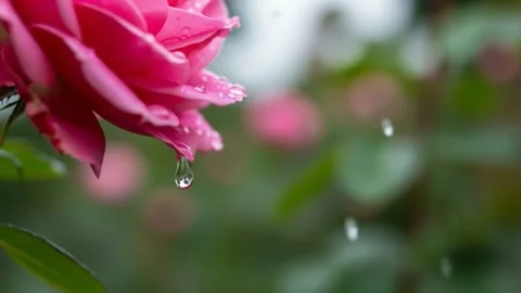 Macro shot of water droplets falling from a pink rose in slow motion captur.. Stock Footage 313357388