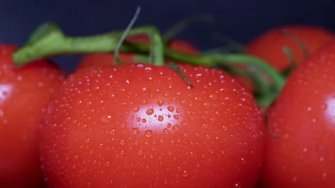 Macro shot of water drops on a branch of red ripe tomatoes. 動画素材 170553997
