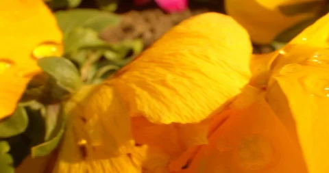 Macro Shot of Water Drops on Bright Yellow Flower in the Garden  Video stock 129967053