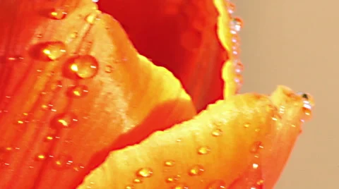 Macro shot of water drops falling on a tulip petal Stock Footage 67675525