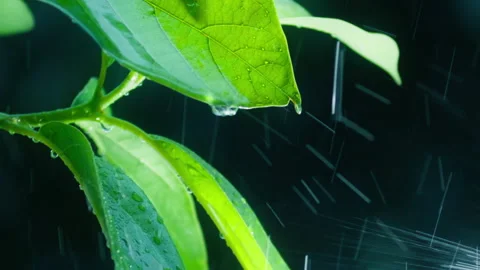 Macro shot of water drops falling down from exotic leaf, rain in tropical forest 動画素材 201309677