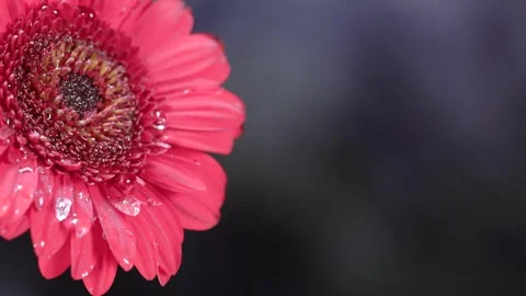 Macro shot of water drops gently falling on coral gerbera flower petals. Vi.. Stock Footage 317314615