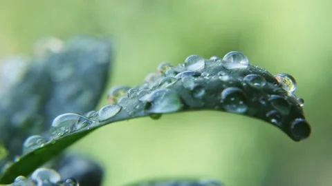 Macro shot of water drops on green leaves on blurred background. Stockbeeldmateriaal 204961872