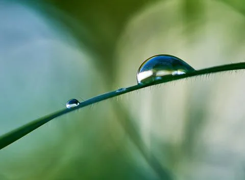 Macro shot of the water drops on the tiny leaf on the blurry background Stock Photos