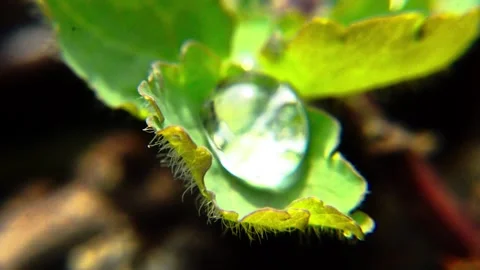 Macro shot of water Stock Footage 332791435