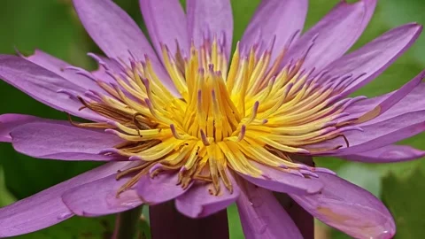 Macro shot of Water lily. Stock Footage 313598472
