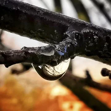 Macro shot of a waterdrop on a tree twig on a blurred background Stock Photos