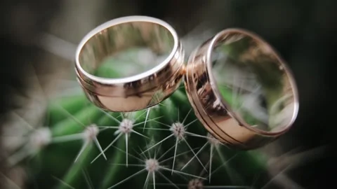 Macro shot of wedding rings sparkles on cactus plant Stock Footage 234917296
