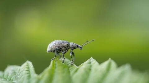 Macro Shot of a Weevil Beetle on a Leaf Stock Photos