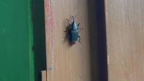 Macro shot of a weevil crawling on a wooden surface Vidéo 338170741