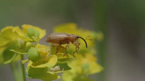 Macro shot of a Weevil flying off from a yellow flower Stock-Footage 181826278