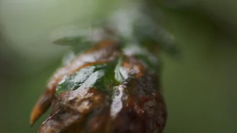 Macro shot of  wet leaves on tree in forest during day time, Portugal Stock Footage 129065730