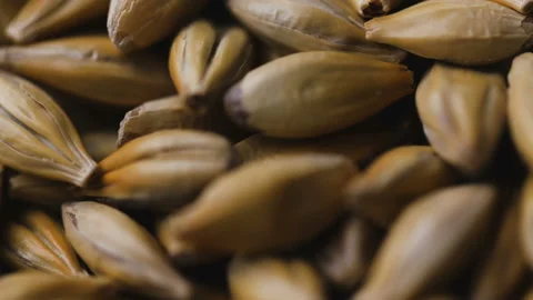 Macro shot of wheat, barley, malt grains. Stock Footage 101584673
