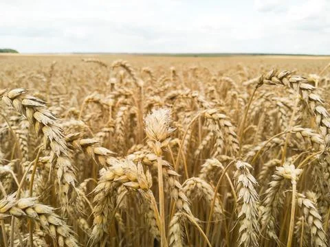 Macro shot wheat spikelets with copy space. Natural background. Stock Photos