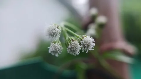 Macro shot of white ageratum conyzoides wildflowers on blurry background Stock Footage 335435049