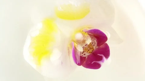 Macro shot of white and pink orchid in water and essential oil, rotate, top.. Stock Footage 273678059