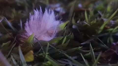 Macro Shot of White Bird Feather on Grass Under Night Lighting Stock Footage 334860446