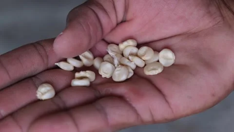 Macro Shot of White Corn Kernels on a Person's Palm Stockbeeldmateriaal 330479939