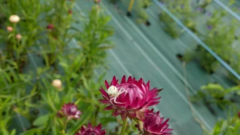 Macro shot of a white crab spider on a pink strawflower in a garden Stock Footage 335315881