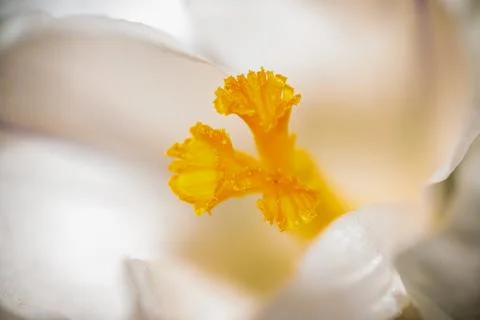 A macro shot of a white crocus Foto stock