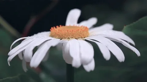 Macro Shot of white daisy flower isolated on gray. Stock Footage 157280045