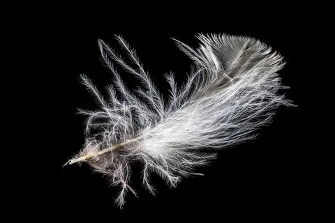 Macro shot of a white eagle owl feather Stock Photos