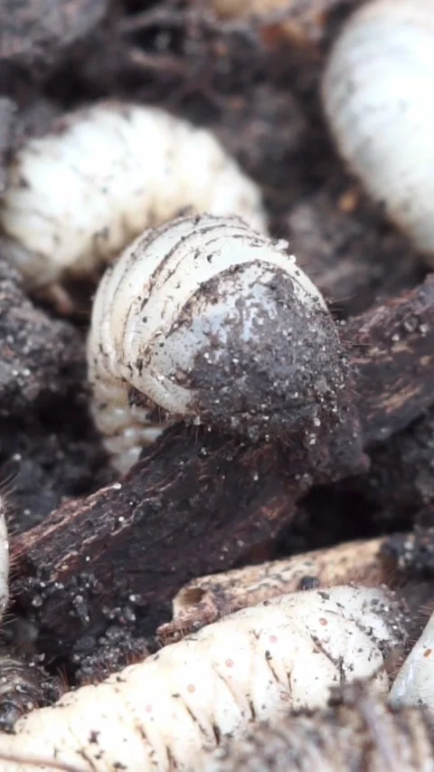 Macro Shot of White Grub Beetle Larva in Dirt 動画素材 346396767