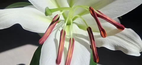 ​Macro Shot of White Lily Stamens 動画素材 339722062