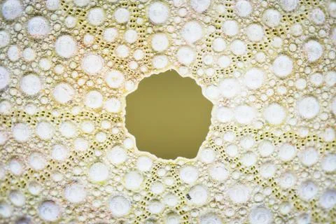 Macro shot of a white seashell with patterns and dots Stock Photos