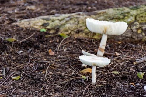 Macro shot of white tiny mushrooms sprout on brown soil Stock Photos