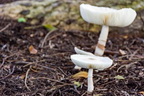 Macro shot of white tiny mushrooms sprout on brown soil Stock Photos