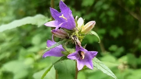Macro shot of a wild bee collecting pollen inside purple bellflower Video stock 339370402