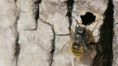 Macro Shot Wild Bee Osmia Bicornis Stock Footage 62242527