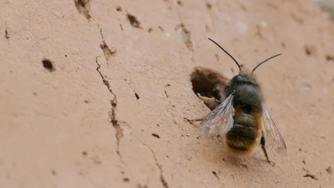 Macro Shot Wild Bees Osmia Bicornis Near The Brick Hole Stock Footage 74198271