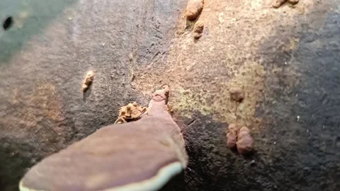 Macro shot of a wild bracket mushroom on a decaying log in the tropical forest Видео 331763314