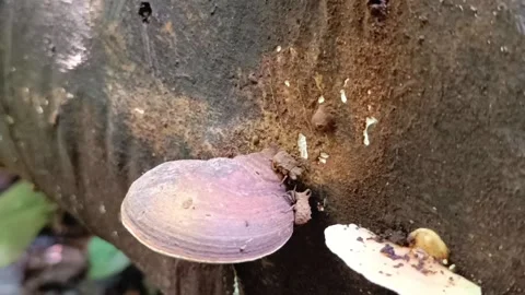 Macro shot of a wild bracket mushroom on a decaying log in the tropical forest. Видео 331763431