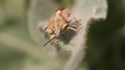 Macro shot of wild Brown marmorated stink bug resting on leaf in Stock Footage 247532896