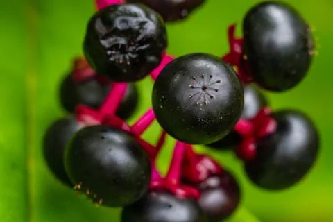 Macro shot of the Wild Elderberry Stock Photos