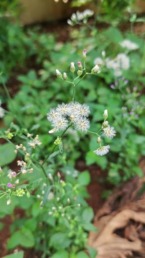 Macro shot of wild flowers 스톡 동영상 330758559
