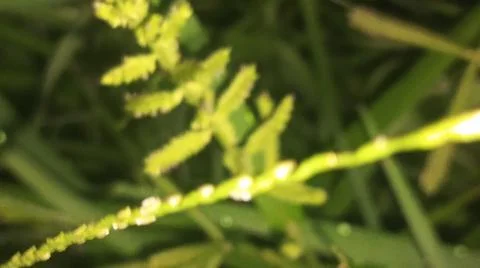Macro Shot of Wild Grass and Tiny Field Seed Heads Stock Photos
