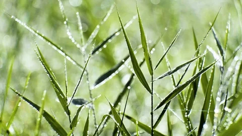 Macro shot of wild grass on a meadow. 스톡 동영상 96112849