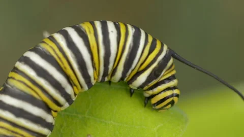 Macro shot of wild monarch butterfly caterpillar eating leaf of a milkweed plant Stock Footage 155443205