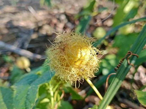 Macro Shot of Wild Passion Fruit Plant Stock Photos