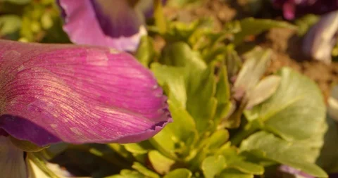 Macro Shot / Wind Blows on moving Pink Flower in the Garden  스톡 동영상 129967055