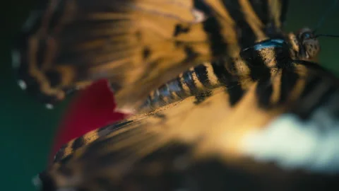 Macro shot of the wings of golden longwing butterfly. Stock Footage 293524901