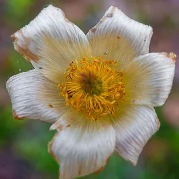 Macro shot of a withering flower Stock Photos