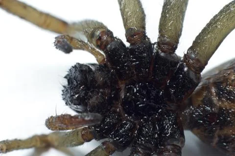 Macro shot of the Wolf Spider Stock Photos