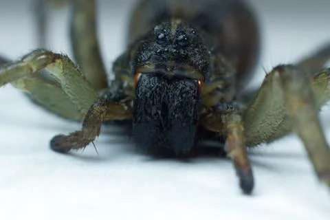 Macro shot of the Wolf Spider Stock Photos