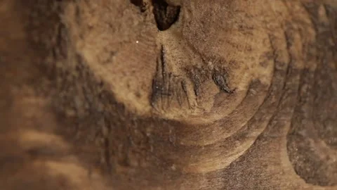 Macro Shot of Wood Surface Stock Footage 145454042